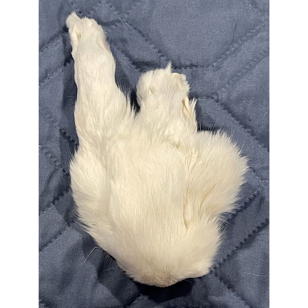 Genuine White Rabbit Face Cream Pelt Real Fur Taxidermy Oddities Curios Craft